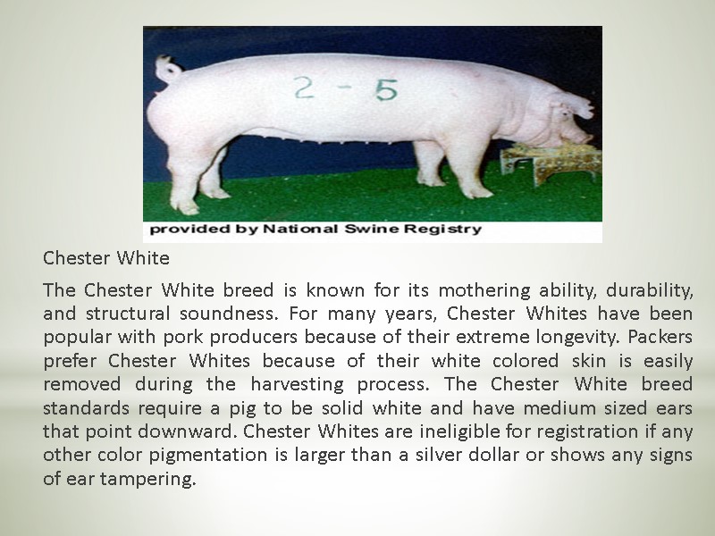 Chester White  The Chester White breed is known for its mothering ability, durability,